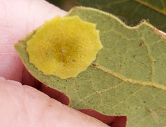 Andricus pattersonae