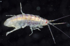 Paramoera bousfieldi