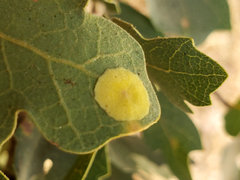 Andricus pattersonae