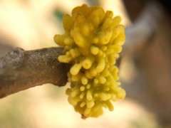 Burnettweldia corallina