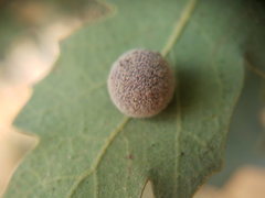 Cynips multipunctata