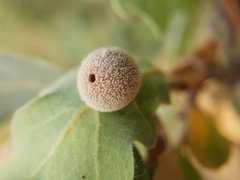 Cynips multipunctata