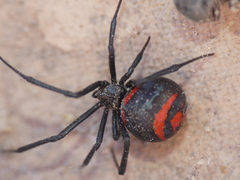 Latrodectus thoracicus