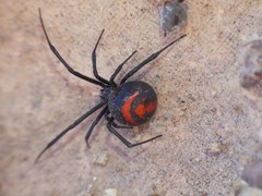 Latrodectus thoracicus