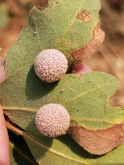 Cynips multipunctata