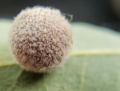 Cynips multipunctata