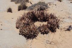 Aloe asperifolia image