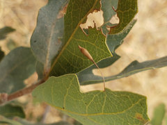 Andricus pedicellatus