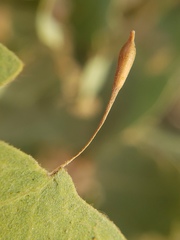Andricus pedicellatus