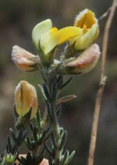 Aspalathus wittebergensis