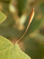 Andricus pedicellatus