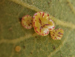 Andricus parmula