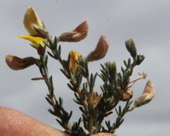 Aspalathus wittebergensis