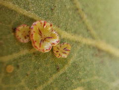 Andricus parmula