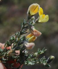 Aspalathus wittebergensis