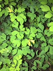 Corydalis ochotensis