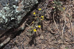 Aspalathus wittebergensis