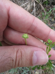 Balduina angustifolia
