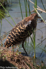 Tigrisoma