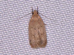 Inga obscuromaculella