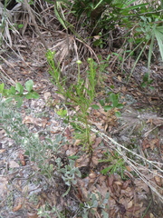 Balduina angustifolia