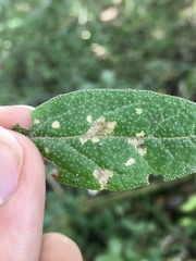 Gnorimoschema shepherdiae