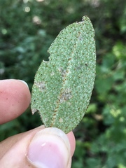 Gnorimoschema shepherdiae