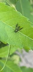 Condylostylus