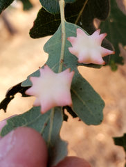 Cynips douglasii