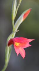 Gladiolus priorii