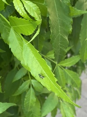 Condylostylus