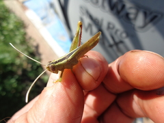 Heteracris pterosticha