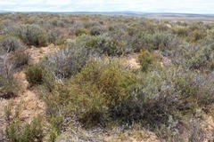 Muraltia horrida