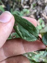 Amauromyza shepherdiae