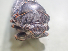 Okanagana occidentalis