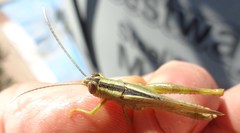 Heteracris pterosticha