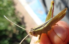 Heteracris pterosticha