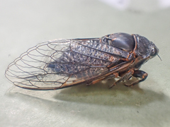 Okanagana occidentalis