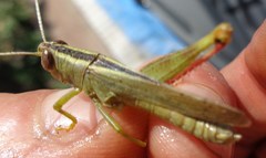 Heteracris pterosticha