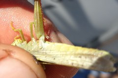 Heteracris pterosticha