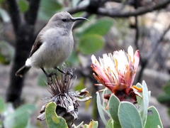 Cinnyris fuscus fuscus
