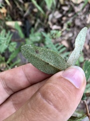 Amauromyza shepherdiae