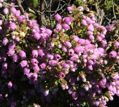 Erica hirtiflora hirtiflora
