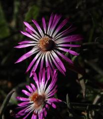 Lampranthus spiniformis