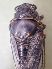 Okanagana occidentalis