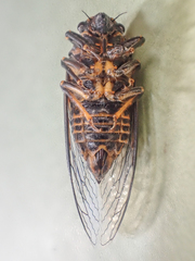 Okanagana occidentalis