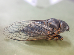 Okanagana occidentalis