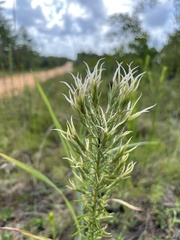 Liatris elegans kralii