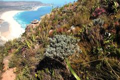 Xiphotheca fruticosa