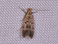 Neodactylota liguritrix
